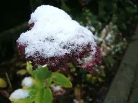 DSCF4490.webp
