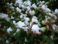 DSCF4491.webp