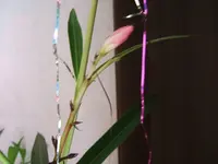 DSCF4507.webp