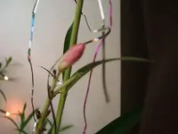 DSCF4510.webp