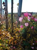 Rosenblüten.webp
