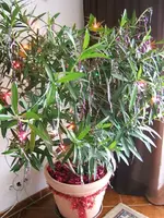 DSCF4504.webp
