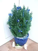 DSCF4514.webp
