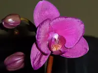 P1060637.webp