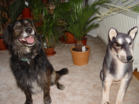 wer ist echt2.webp