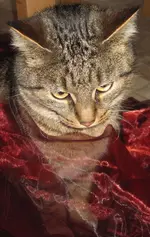 Oscar2.webp