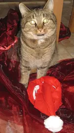 Oscar4 - kapierst du nicht, ich will nicht.webp