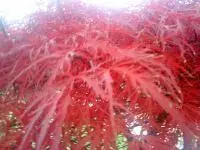 Rotahorn.webp