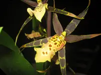 Brassia 1.webp