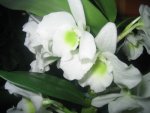 Dendrobium-Nobile,Spring Dream´Apollon.jpg