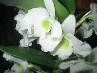 Dendrobium-Nobile,Spring Dream´Apollon.webp