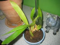 Oncidium-Doi Tung.webp