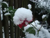 2010 11 26 020.webp