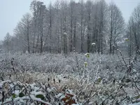 2010 11 26 044.webp