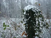 2010 11 26 041.webp