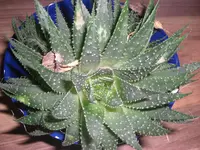 CIMG4255.webp