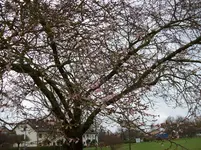 Baum.webp