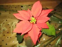 IMG_5175.webp
