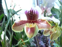 P1090356 Orchideen1.webp