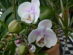 P1090360 orchideen 2.jpg