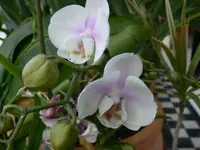 P1090360 orchideen 2.webp
