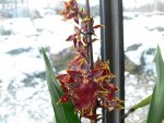 P1090361 orchideen3.jpg