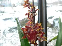 P1090361 orchideen3.webp