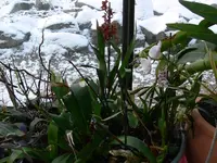 P1090368 orchideen 5.webp