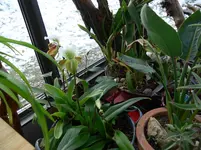 P1090369 orchideen 6.webp