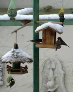 DSC01971.webp