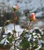 Caramella schneebestäubt.webp