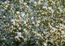 Myrthen-Aster2_klein.webp