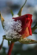 Novemberrose_Macro.webp
