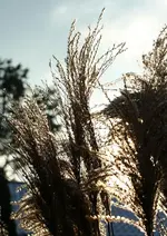 verblühtes Gras leicht angefroren2_kleiner.webp
