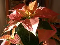 CIMG5796.webp