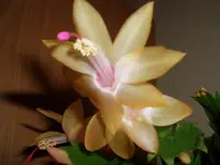 CIMG5833.webp
