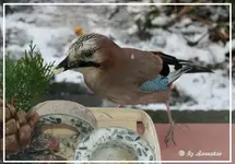 IMG_4494-27112010.webp