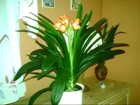PIC00636.webp