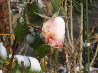 2010 -11-  Garten 078.webp