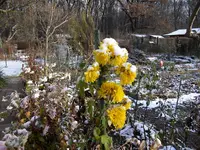 2010 -11-  Garten 079.webp