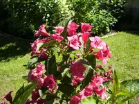 Bild134.webp