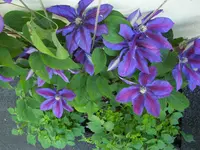 Bild130.webp