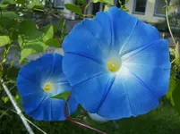 100_6311.webp