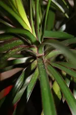 DSC01251.webp