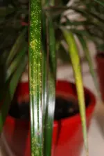 DSC01249.webp