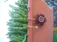DSCN0416.webp