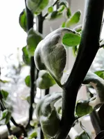 DSC00545.webp