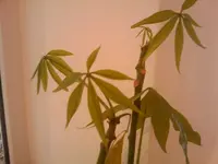 2010-11-29 11.47.10.webp