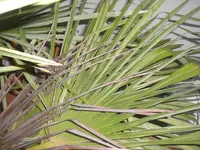 CIMG3082.webp