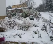 erster schnee.webp
